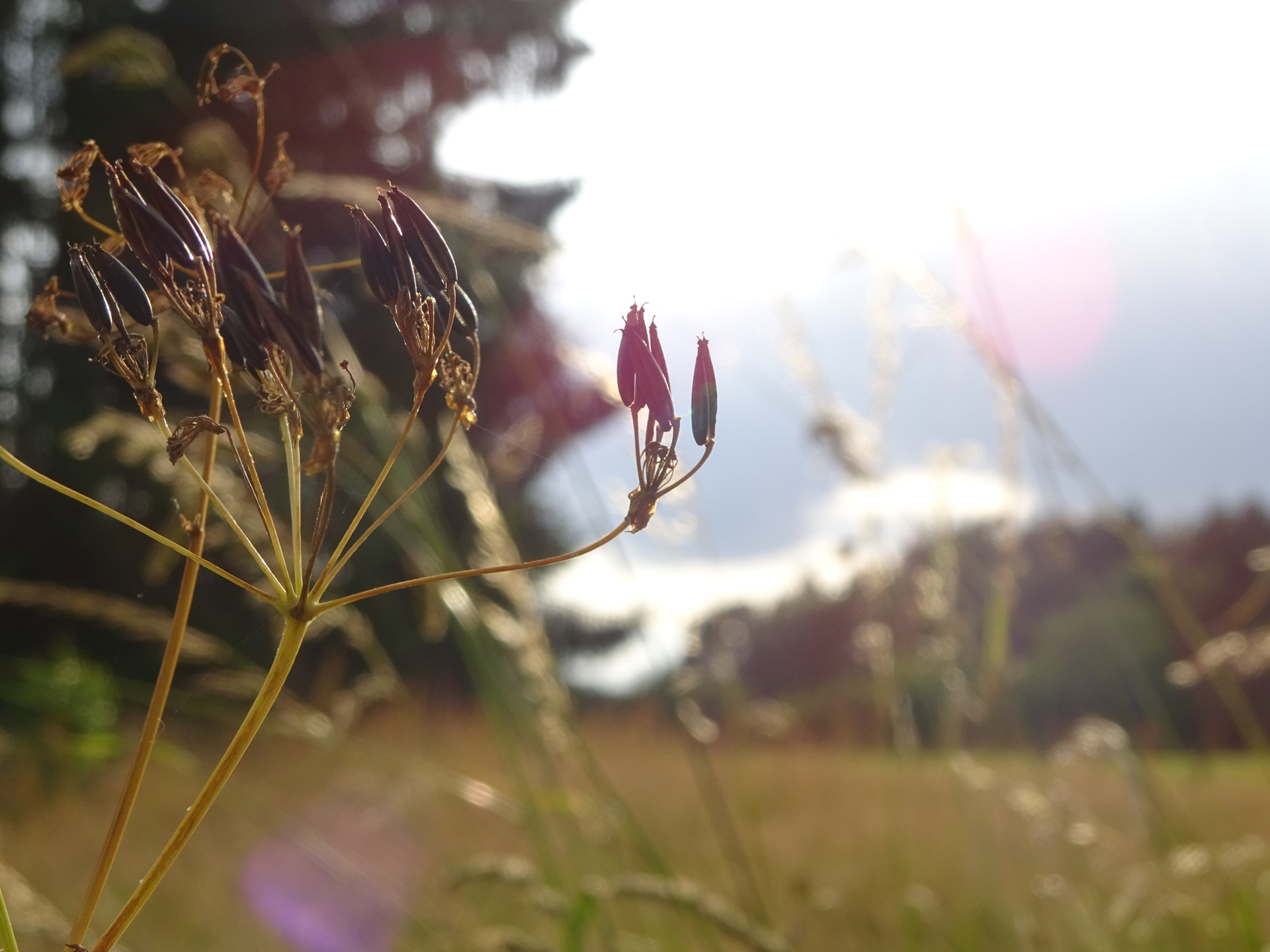 beispielfoto-literallygenuine